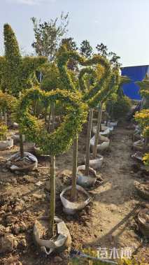 4公分蓝冰柏棒棒糖