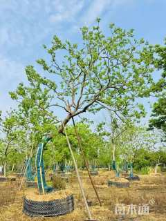 22公分造型乌桕