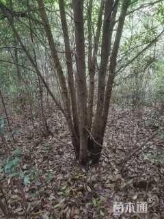 50公分多杆木荷