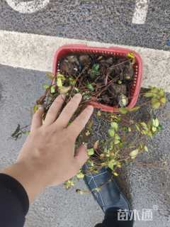 30厘米黄金络石