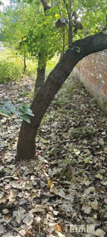 20公分造型乌桕