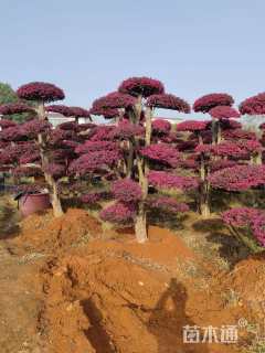 12公分造型红花继木桩