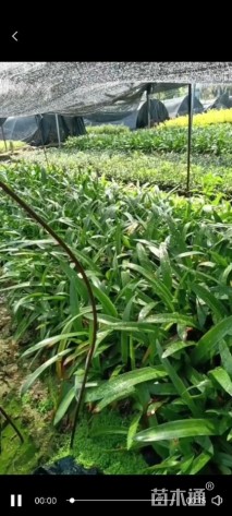 高度20厘米蜘蛛兰