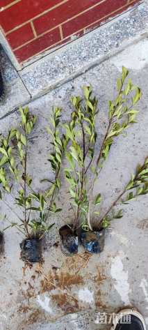 高度25厘米大叶栀子