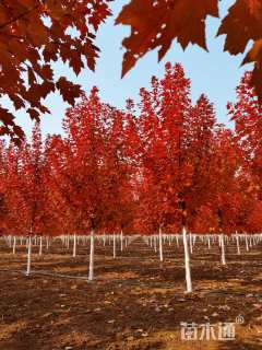 12公分美国红枫-红冠