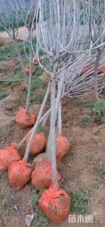 高度300厘米红花木槿