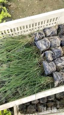 高度40厘米粉黛乱子草