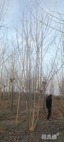 高度700厘米丛生白蜡