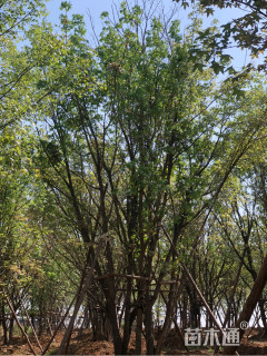 高度800厘米丛生五角枫