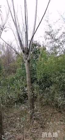 14公分黄山栾树