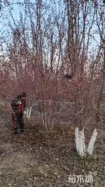 高度500厘米丛生山丁子