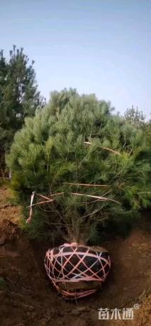 高度600厘米白皮松