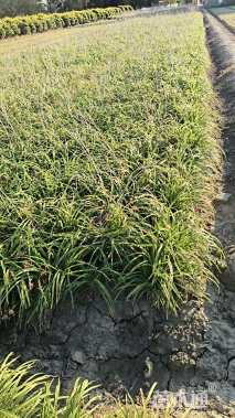 高度35厘米常绿萱草