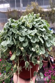 20厘米花叶活血丹