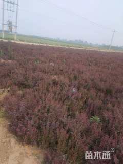 高度45厘米豪猪刺