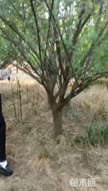 高度400厘米朱砂梅