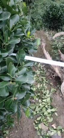 冠幅100厘米大叶黄杨球