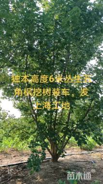 高度700厘米丛生五角枫