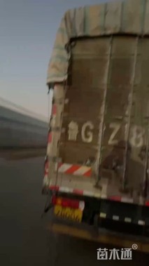 高度10厘米牡丹