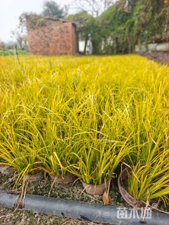 高度25厘米金叶菖蒲