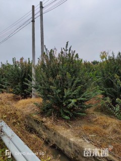 高度380厘米丛生紫薇