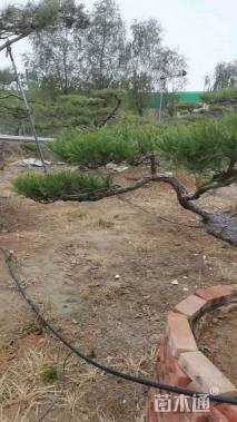 高度280厘米黑松