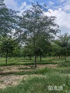 20公分朴树