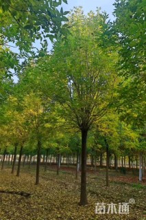 19公分速生白蜡