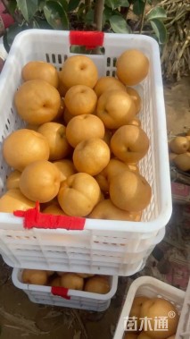 10公分梨树