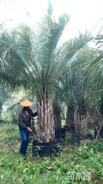 裸干高100厘米布迪椰子