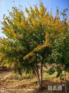 高度900厘米丛生五角枫