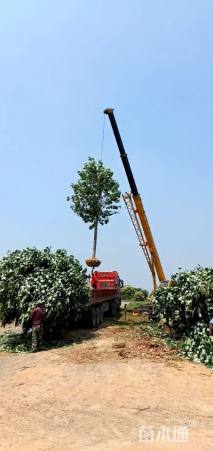 20公分杂交马褂木