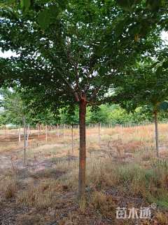 12公分高杆染井吉野樱