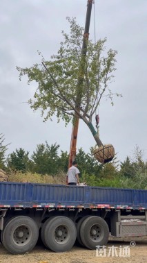 13公分嫁接银杏