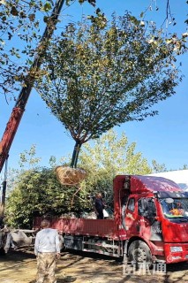 17公分日本晚樱