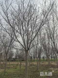 18公分高杆染井吉野樱