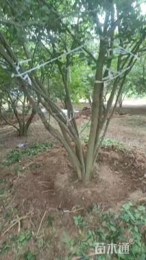 30公分(5杆)丛生朴树