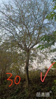 30公分朴树
