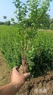 高度35厘米小叶女贞