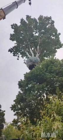 高度700厘米丛生蒙古栎