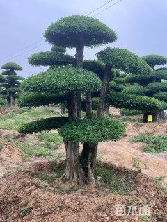 25公分造型对节白蜡