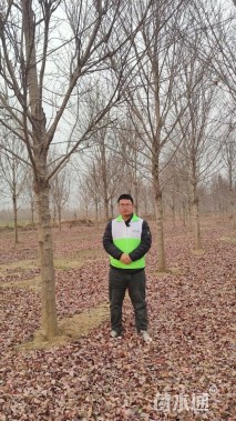 18公分美国红枫-红点