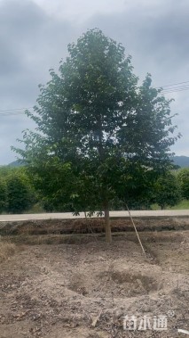 14公分乐昌含笑