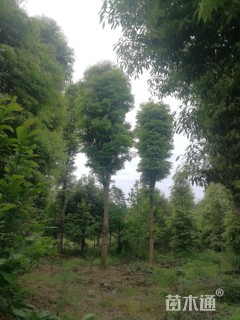 25公分金丝楠木