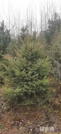 高度500厘米云杉