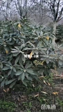 高度30厘米结香