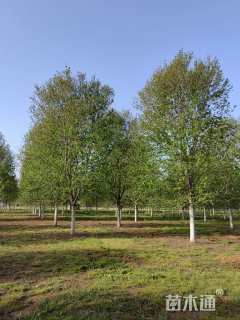 20公分美国红枫-红点