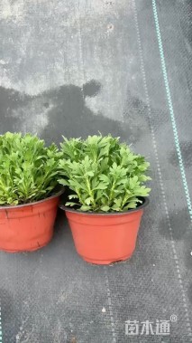 高度10厘米芙蓉菊