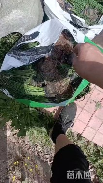 高度25厘米大花葱