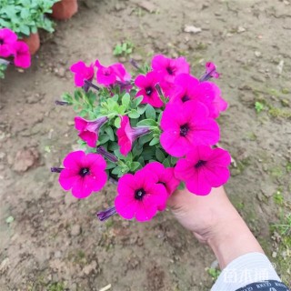 高度25厘米垂钓牵牛